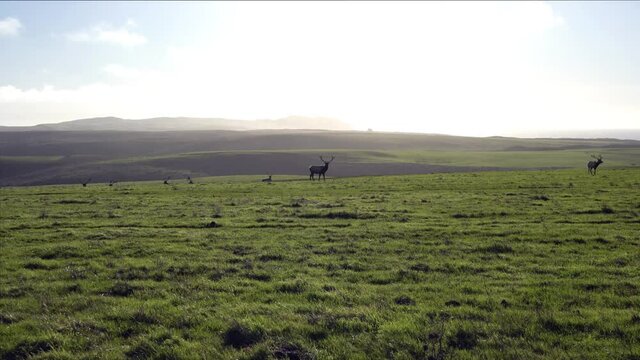 Male Tule Elk (Cervus canadensis nannodes) grazing on a green meadow in Point Reyes National Seashore, Pacific Ocean shoreline, California; 