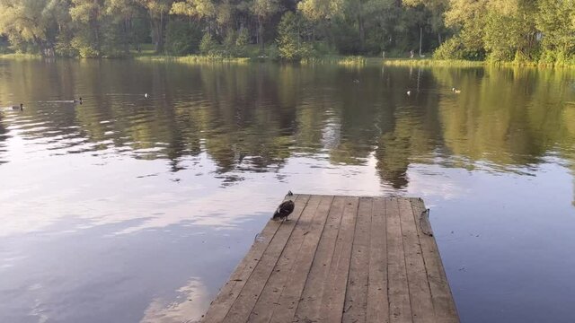 Duck cleans wings in the park