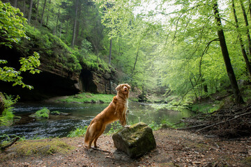 dog on a stone by the river. Nova Scotia Duck Tolling Retriever in nature. Wide angle, pet in nature