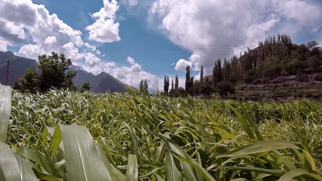 Green Feilds on a windy day in hunza valley, gilgit baltistan, Pakistan