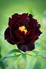 red peony on green background