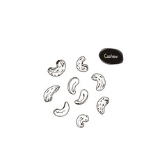 Hand drawn sketch style cashew set. Vector illustration. 