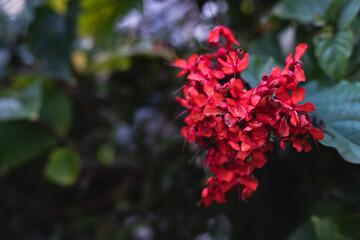 Fototapeta premium Red native flowers on vine