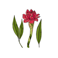 Hand drawn sketch style ginger flower with leaves. Color illustration. 