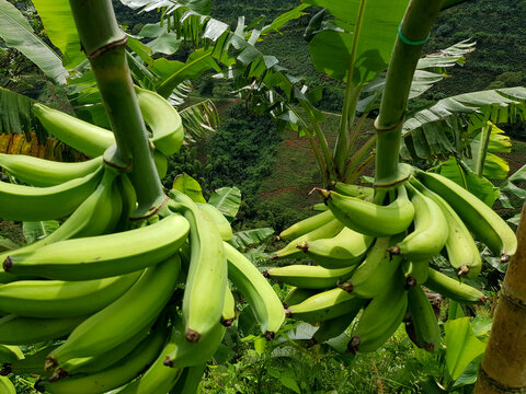 Banana Plantation In Colombian Farm