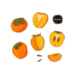 Hand drawn sketch style persimmons set on white background. Color illustration. 