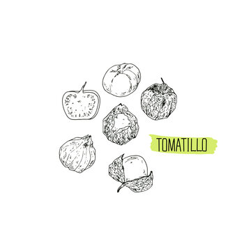 Hand drawn sketch style tomatillo set. Vector illustration. 