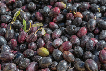 Canned black olives as background