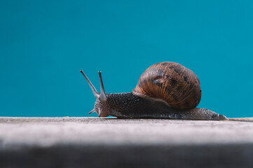 a snail with direction on the left side on a blue background