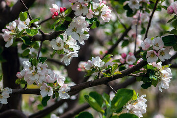 Cherry tree blossom in the garden