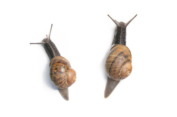 two competing snails on a white background