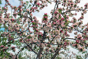 Pink cherry blossom in spring
