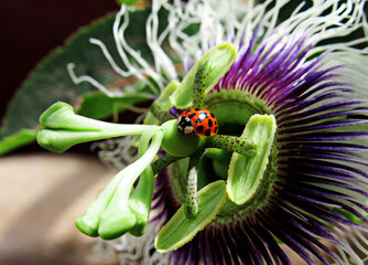 ladybug on tropical flower