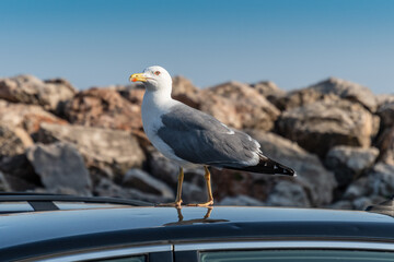 A seagull resting on the roof of a parked car