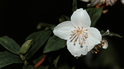 Obraz premium White jasmine flowers on a dark background