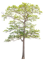 The tree is completely separated from the white ba background Scientific name Hymenodictyon orixense (Roxb.) Mabb.