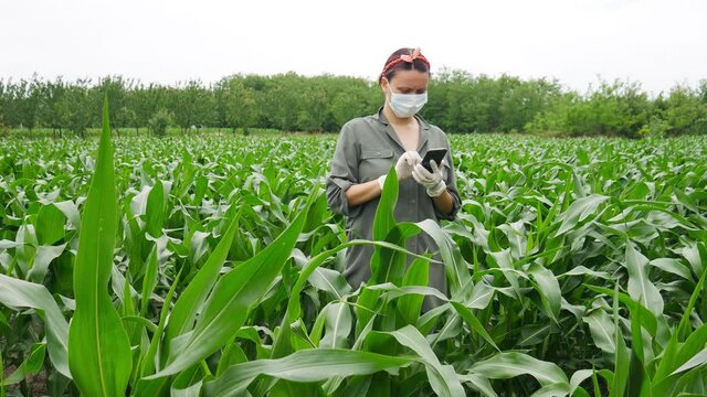 Female farmer with protective mask and latex gloves on mobile phone in young green corn field, woman agronomist using smartphone.