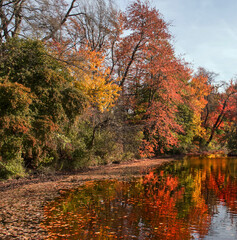Fototapeta premium autumn by the river