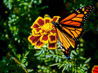 Obraz premium Monarch butterfly nibbling on a marigold