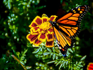 Fototapeta na wymiar Monarch butterfly nibbling on a marigold