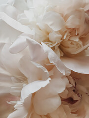 Beige peony flower as abstract floral background for holiday branding