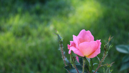 Pink Blooming Shrub Rose Flower