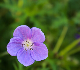 Blooming Pastel Pink Geranium Flower