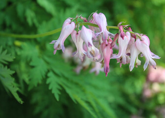 Pink Blooming Flowering Plant Outside