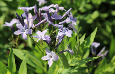 Photo of Willow Amsonia Flowers