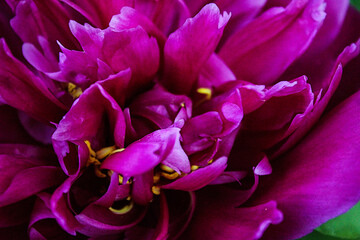 Blooming Purple Natural Peony Flower