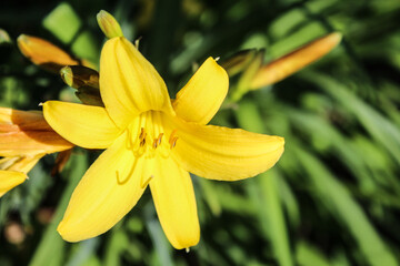Flowering  Yellow Day Lily Bloom