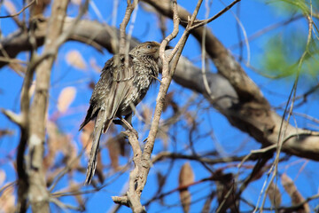 Little Wattlebird (Anthochaera chrysoptera) after bathing, South Australia