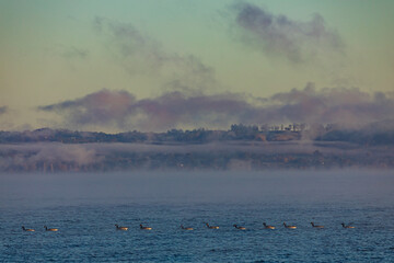 Lake Rotorua, New Zealand 
