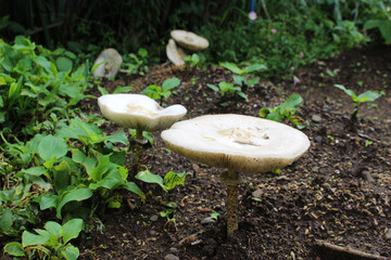 白い大きなきのこ