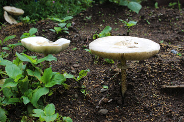 白い大きなきのこ