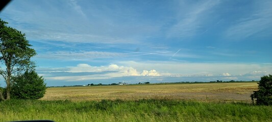 landscape with trees and sky