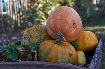jesienne płody rolne