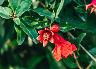 Pomegranate blossom on tree with green leaves