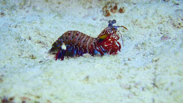 peacock mantis shrimp walking aroung the reef