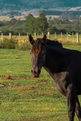 Black horse in the field with mountains