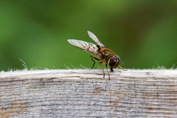 Fliege auf Holz