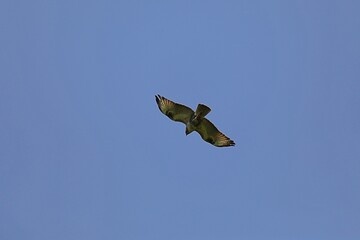 空を飛ぶノスリ