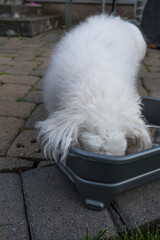 White furry dog eating from bowl outside on patio.  Maltese dog with head in bowl while eating outside. - 357960493