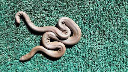 this is a rubber boa found in the garden