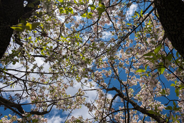 Springtime sky framed by cherry blossoms. Blue sky with clouds , trees and branches. Looking upwards and on-wards. Inspirational nature. - 357960658