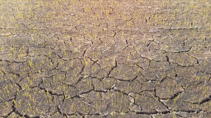 Dry crack soil in arid planting area. Dying rice shoot tips in sunset. No rain, no water, no rice and no food. Shortage of world food product is very severe in a near future. Global warming concept.