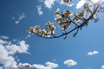 Springtime sky framed by cherry blossoms. Blue sky with clouds , trees and branches. Looking upwards and on-wards. Inspirational nature. - 357960684