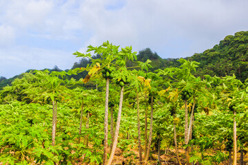 Fototapeta na wymiar Rarotonga Cook islands tropical lush vegetation, beautiful plants and flowers, Pacific islands