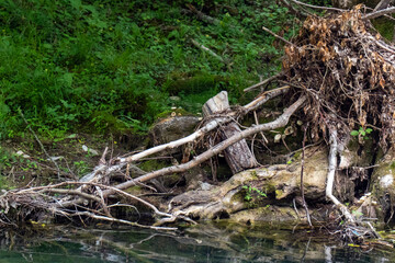 The shallowed river during the period of droughts in the forest. Quiet backwater. Tree roots in emerald water in summer.