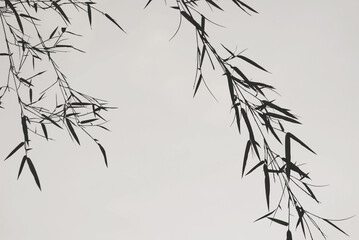 Bamboo leaves and clump in soft monotone. A cool tone image made for simply and calm of a zen mood and background. Minimalist, environmental and ecology background.